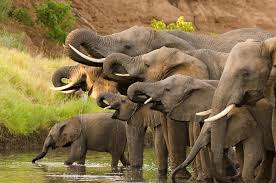 Online image of elephants to illustrate wildlife